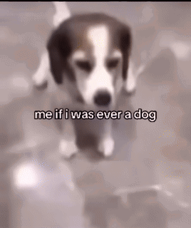 Brown And White Dog Walking Me If I Was Ever A Dog GIF