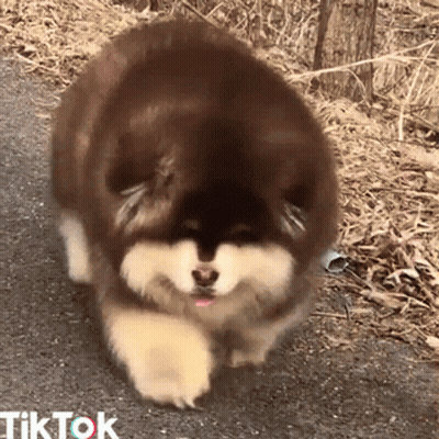 Brown And White Dog Walking On Road With TikTok GIF