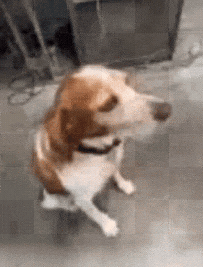 Brown And White Dog With Black Collar Sitting GIF