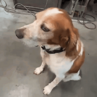 Brown And White Dog With Black Collar Sitting GIF