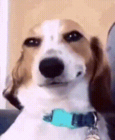 Brown And White Dog With Blue Collar GIF