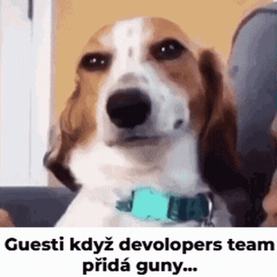 Brown And White Dog With Blue Collar Looking At Camera GIF
