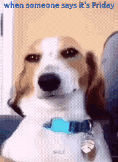 Brown And White Dog With Blue Collar On Couch GIF