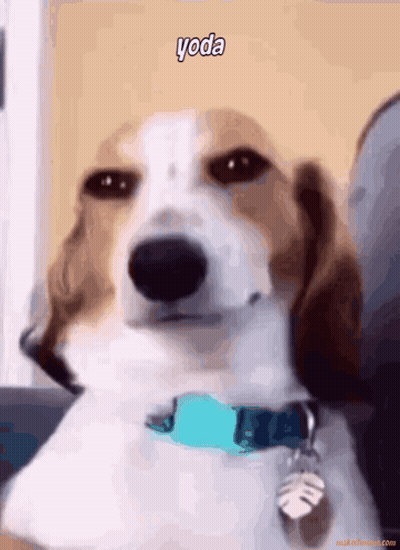 Brown And White Dog With Blue Collar Says Yoda GIF