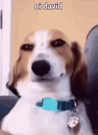Brown And White Dog With Blue Collar Sitting On Couch Oi David GIF