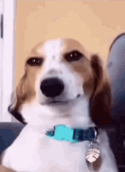 Brown And White Dog With Blue Collar Sitting On Couch GIF