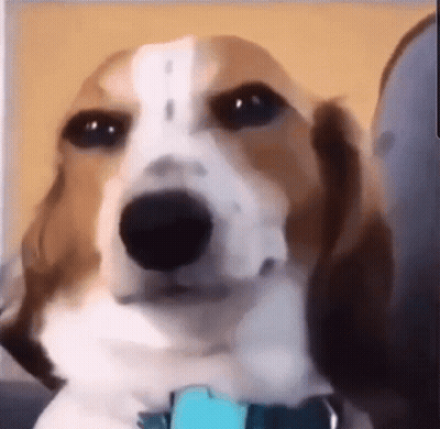 Brown And White Dog With Blue Collar GIF