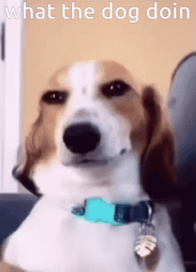 Brown And White Dog With Blue Collar What The Dog Doin GIF