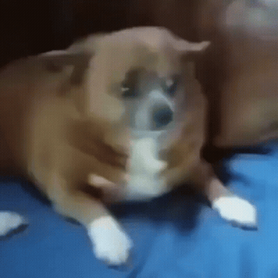 Brown And White Dog With Crossed Paws On Blue Blanket GIF