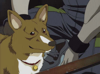 Brown And White Dog With Gold Pendant GIF