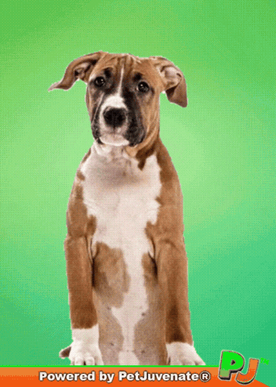 Brown And White Dog With Petjuvenate PJ GIF