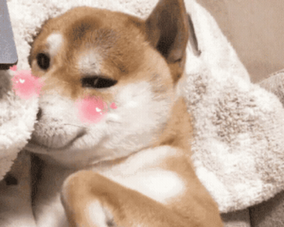 Brown And White Dog With Pink Cheeks Laying On Couch GIF