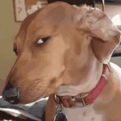 Brown And White Dog With Pink Collar GIF