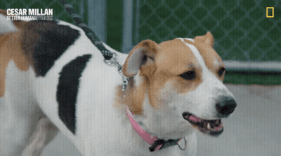 Brown And White Dog With Pink Collar Cesar Millan Better Human Better Dog GIF
