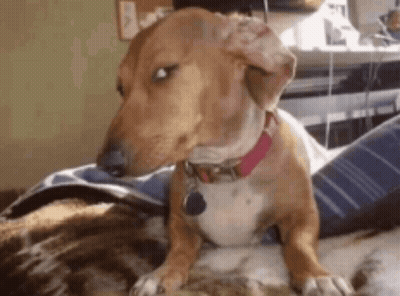 Brown And White Dog With Pink Collar GIF