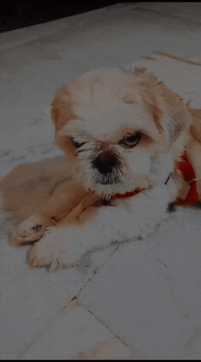 Brown and White Dog With Red Collar Laying
