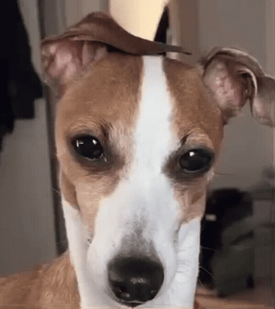 Brown And White Dog With Stick In Ear GIF