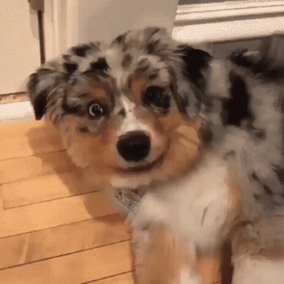 Brown And White Dog With Tag GIF