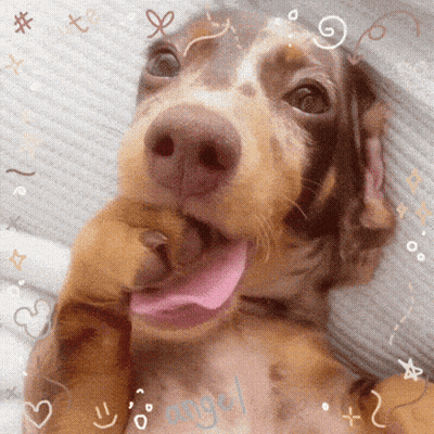 Brown And White Dog With Tongue Hanging Out Angel Written On Chest GIF