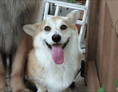 Brown And White Dog With Tongue Hanging Out GIF