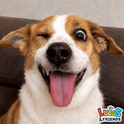 Brown And White Dog With Tongue Out Lucas & Friends Logo GIF