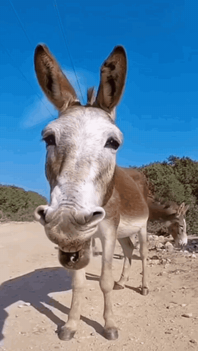 Brown And White Donkey Standing GIF