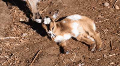 Brown And White Goat Laying On Ground GIF