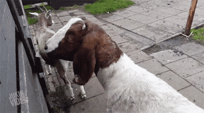 Brown And White Goat Licking Another Goat's Nose GIF