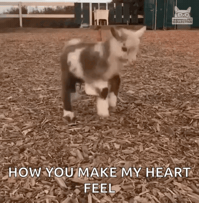 Brown And White Goat Saying How You Make My Heart Feel GIF