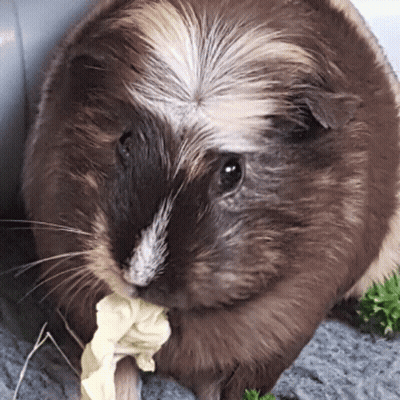 Brown And White Guinea Pig Eating Food GIF