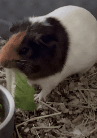 Brown And White Guinea Pig Eating Lettuce GIF