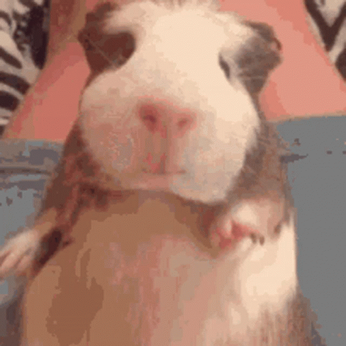 Brown And White Guinea Pig Held GIF