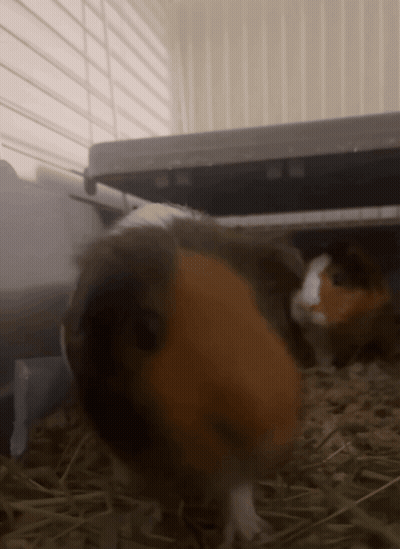 Brown And White Guinea Pig Standing On Hay In Cage GIF