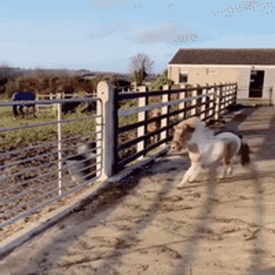 Brown And White Horse Running On Dirt Path GIF