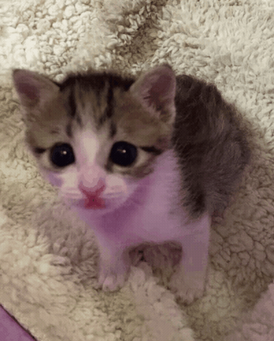 Brown And White Kitten Laying On Blanket GIF