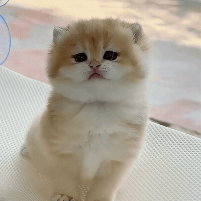 Brown And White Kitten Sitting GIF