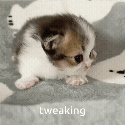 Brown And White Kitten Sitting On Blanket Saying Tweaking GIF