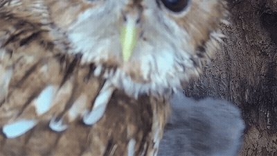 Brown And White Owl With Yellow Beak GIF