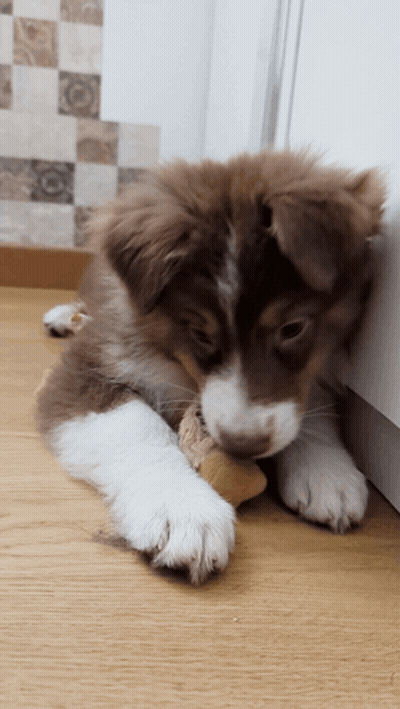 Brown And White Puppy Chewing Stuffed Animal GIF