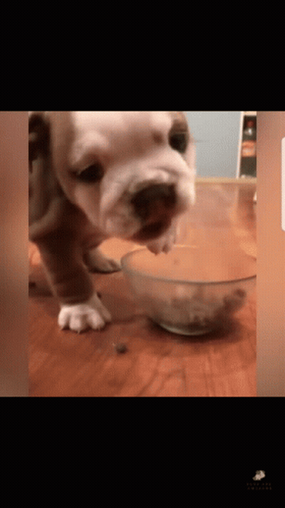 Brown And White Puppy Eating From Bowl GIF