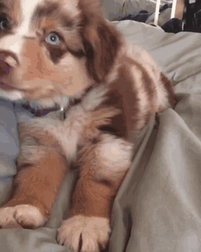 Brown And White Puppy Laying On Bed With Person GIF