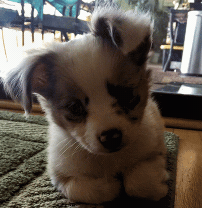 Brown And White Puppy Laying On Rug GIF