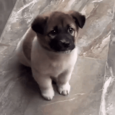 Brown And White Puppy Sitting Looking At Camera GIF