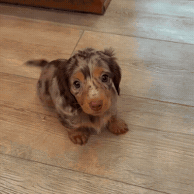Brown And White Puppy Sitting On Wooden Floor GIF
