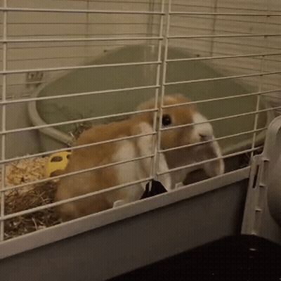 Brown And White Rabbit In Cage With Yellow Ball GIF