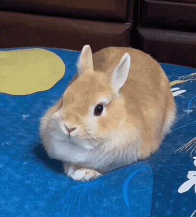 Brown And White Rabbit Lying On Blue Pillow GIF