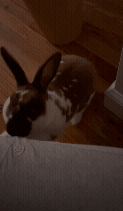 Brown And White Rabbit Lying GIF