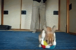 Brown And White Rabbit Playing Ball On Blue Mat GIF