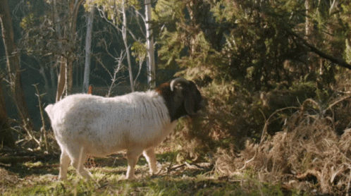 Brown And White Sheep Standing In Field GIF