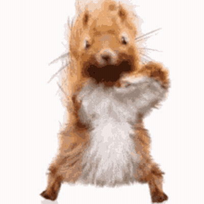 Brown And White Squirrel Standing GIF